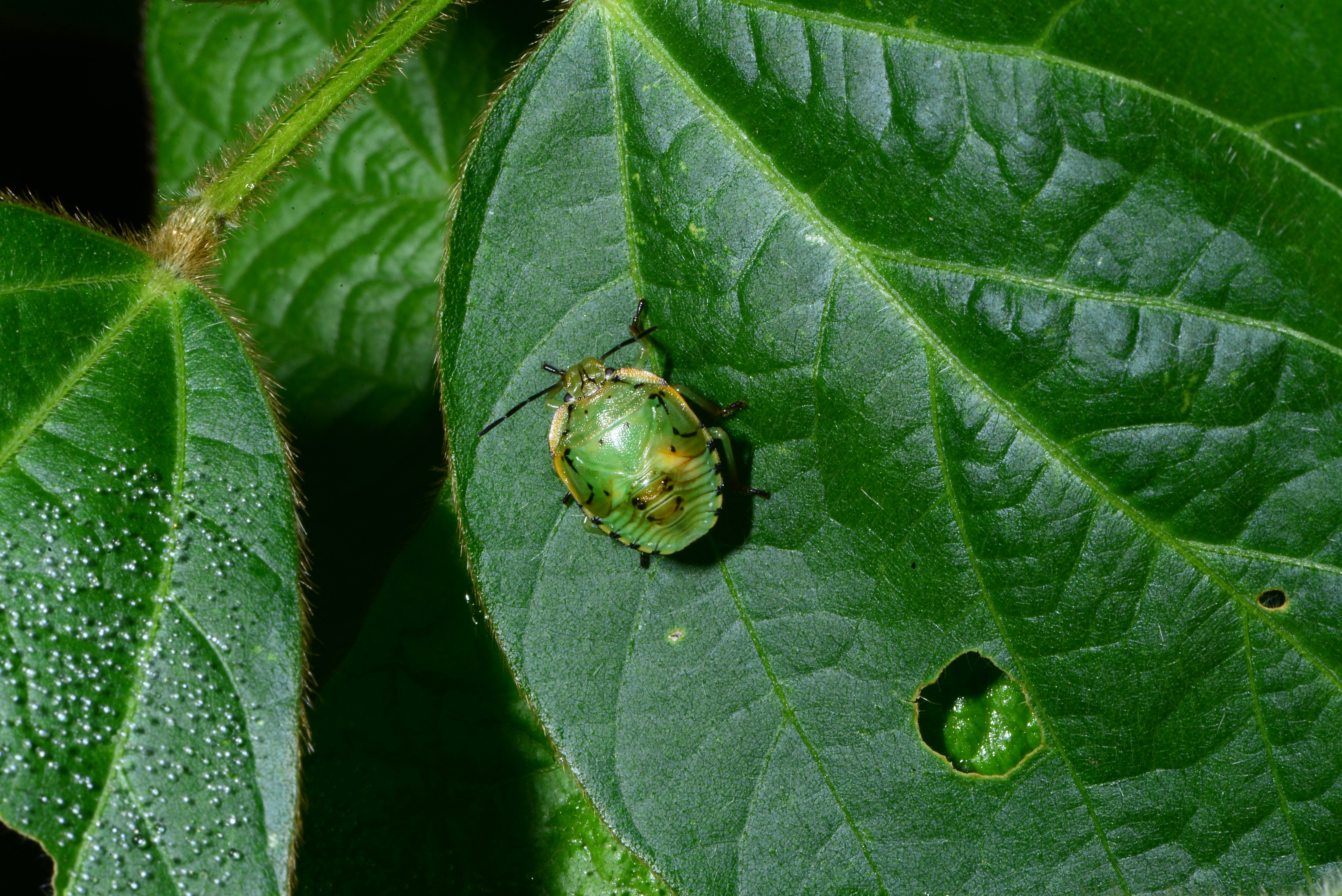 Green metallic stinkbug nymph on leaf