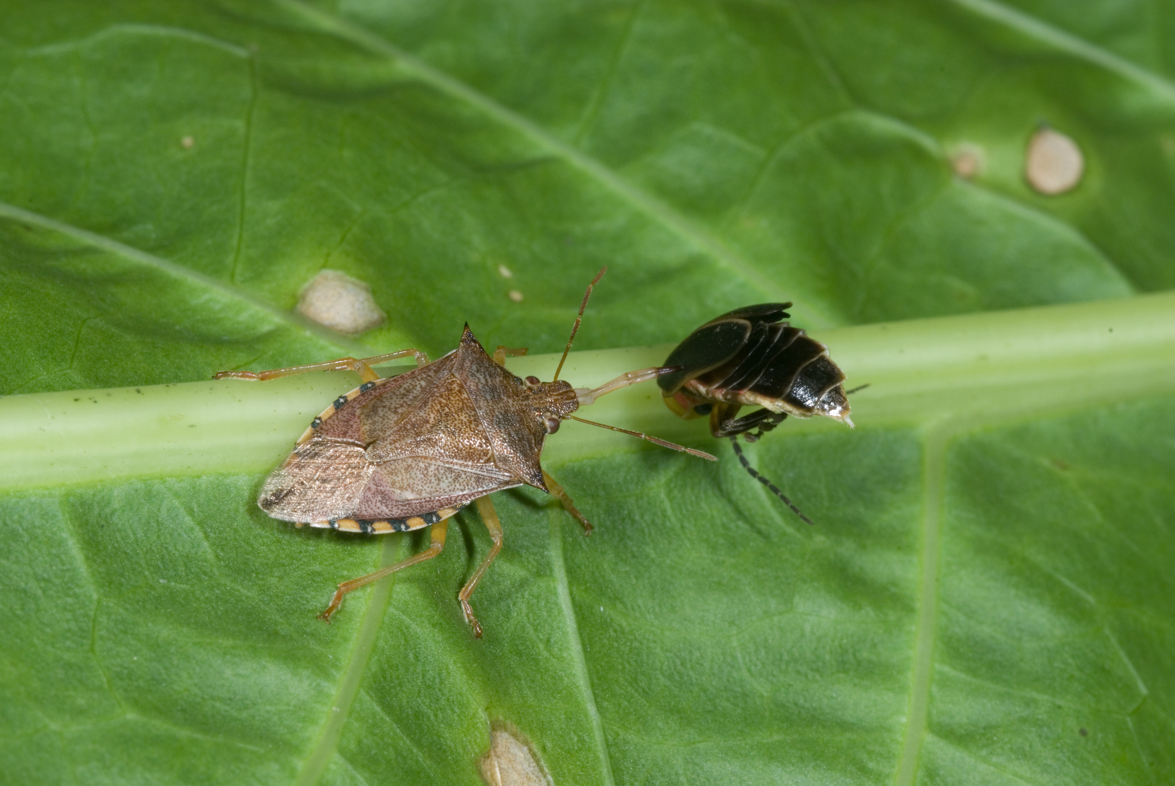 Light brown bug on leaf