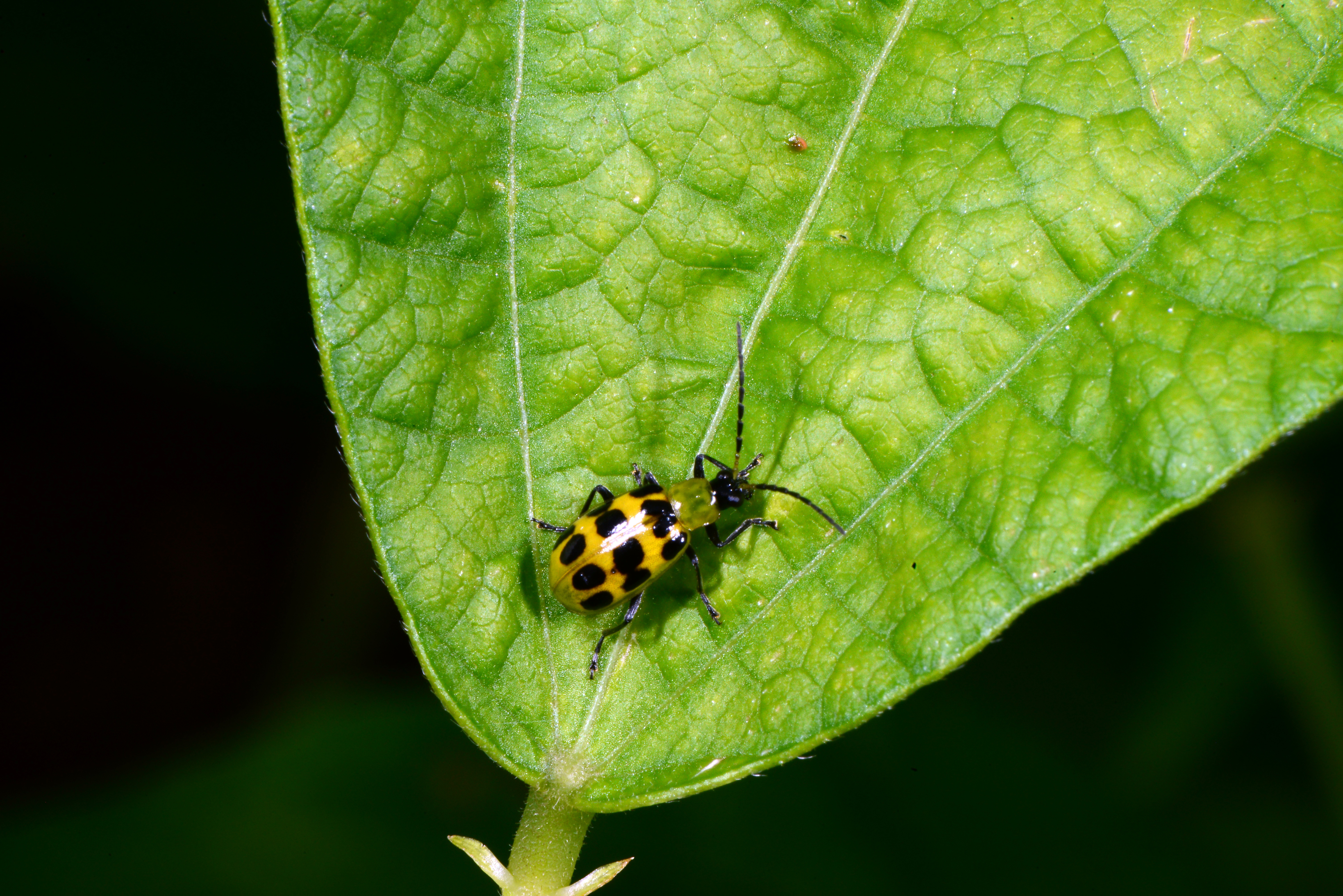 Yellow beetle with black spots on a leaf