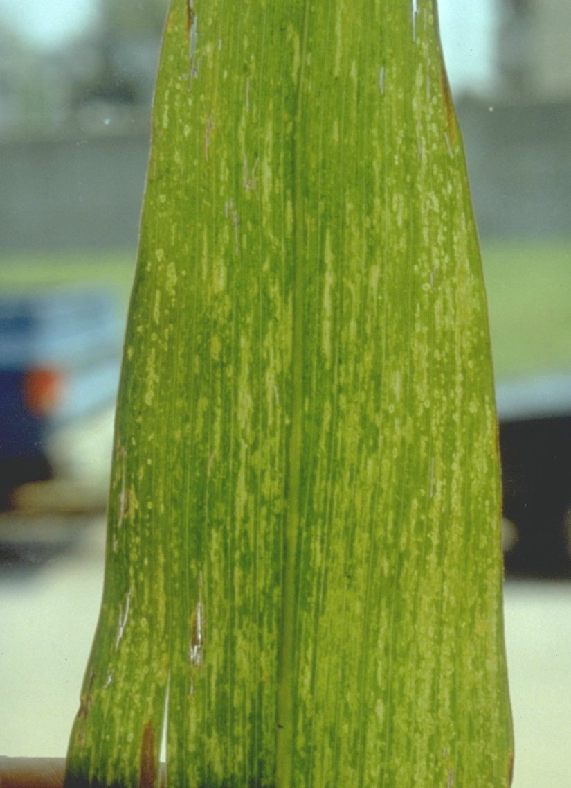 Maize dwarf mosaic symptoms