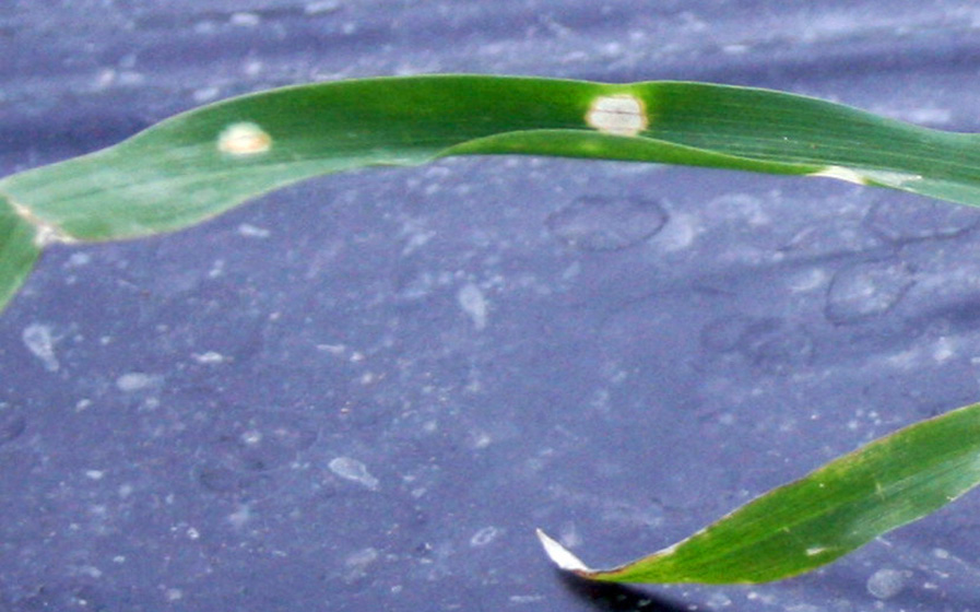 Leaf spotting due to Paraquat (Gramoxone) injury