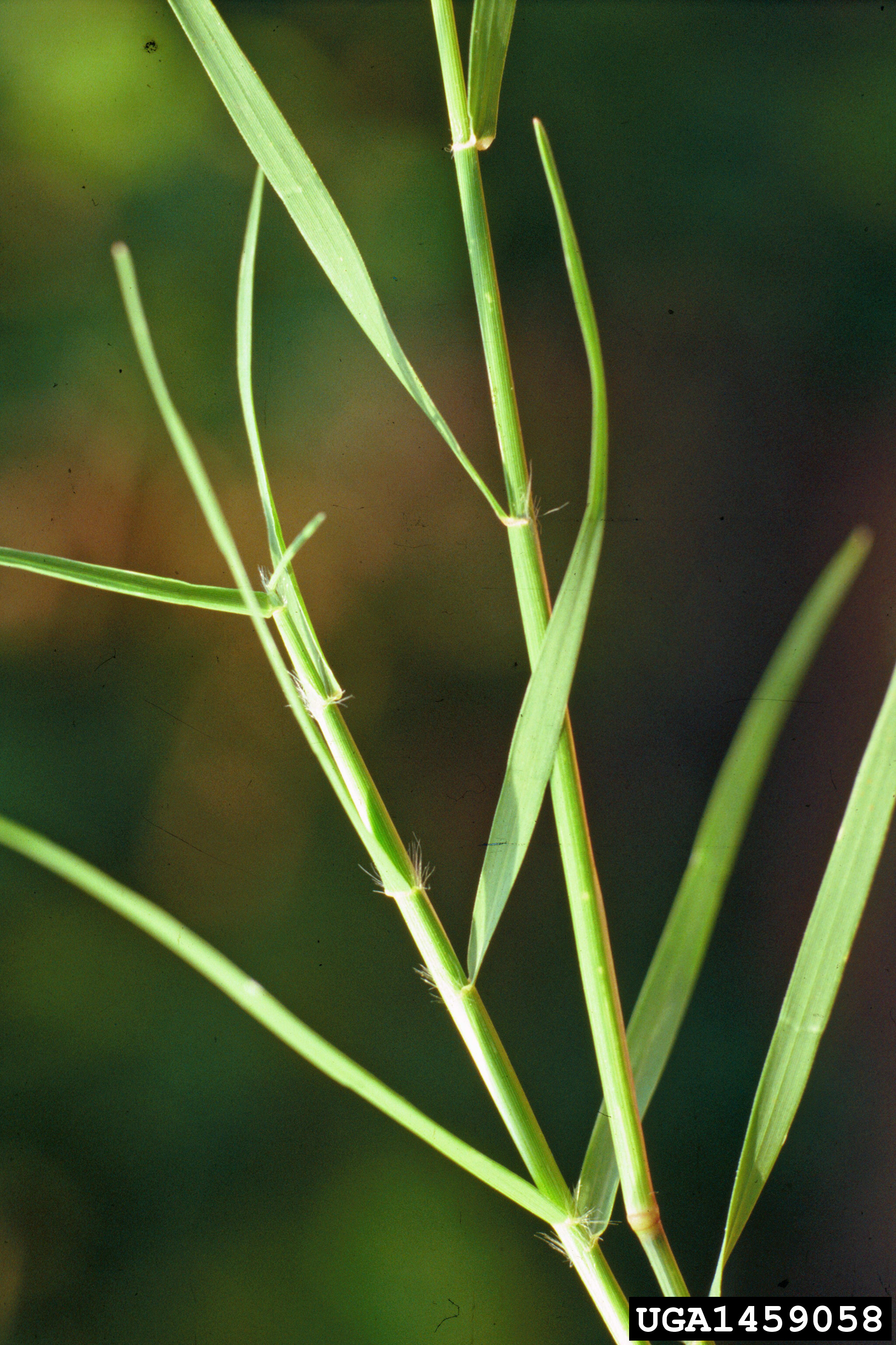 Bermudagrass stems and foliage