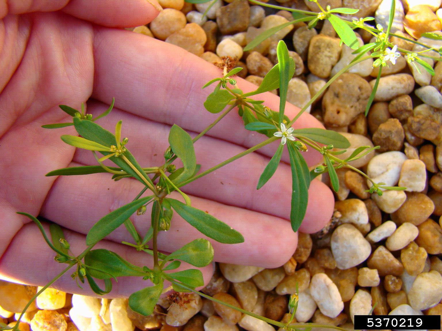 Green plant in a person's hand