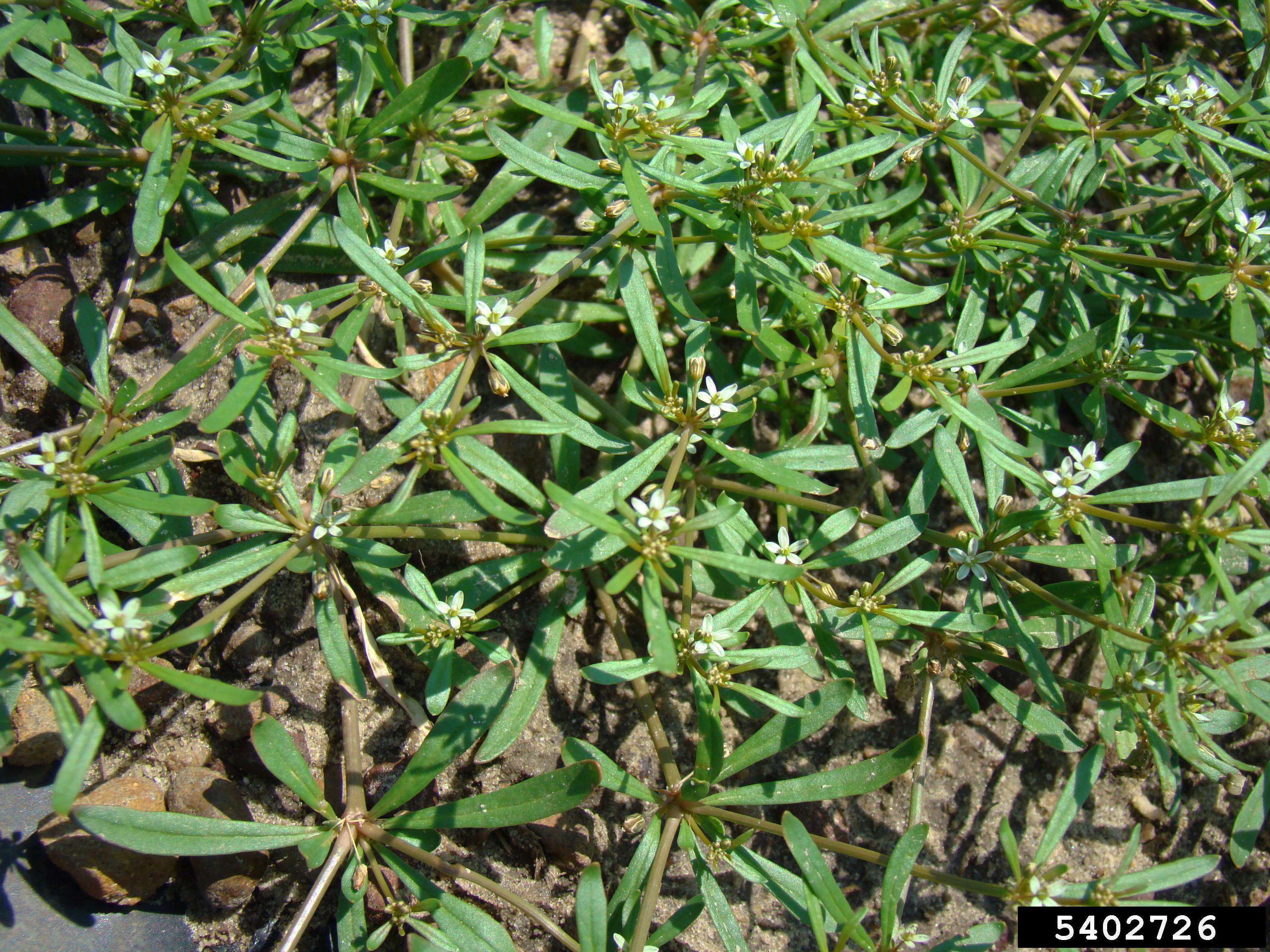 Dense carpetweed growth