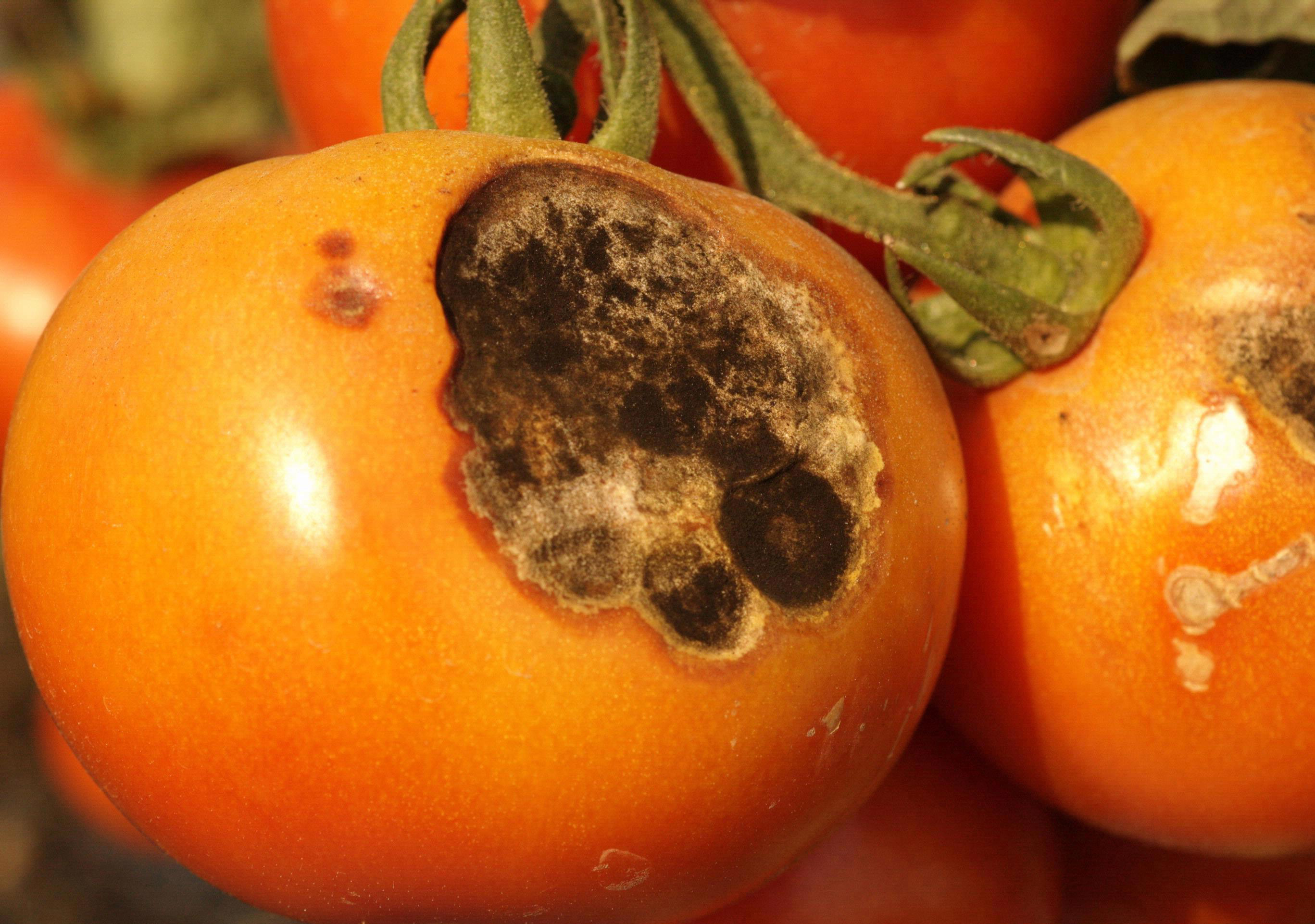 Early blight on fruit.