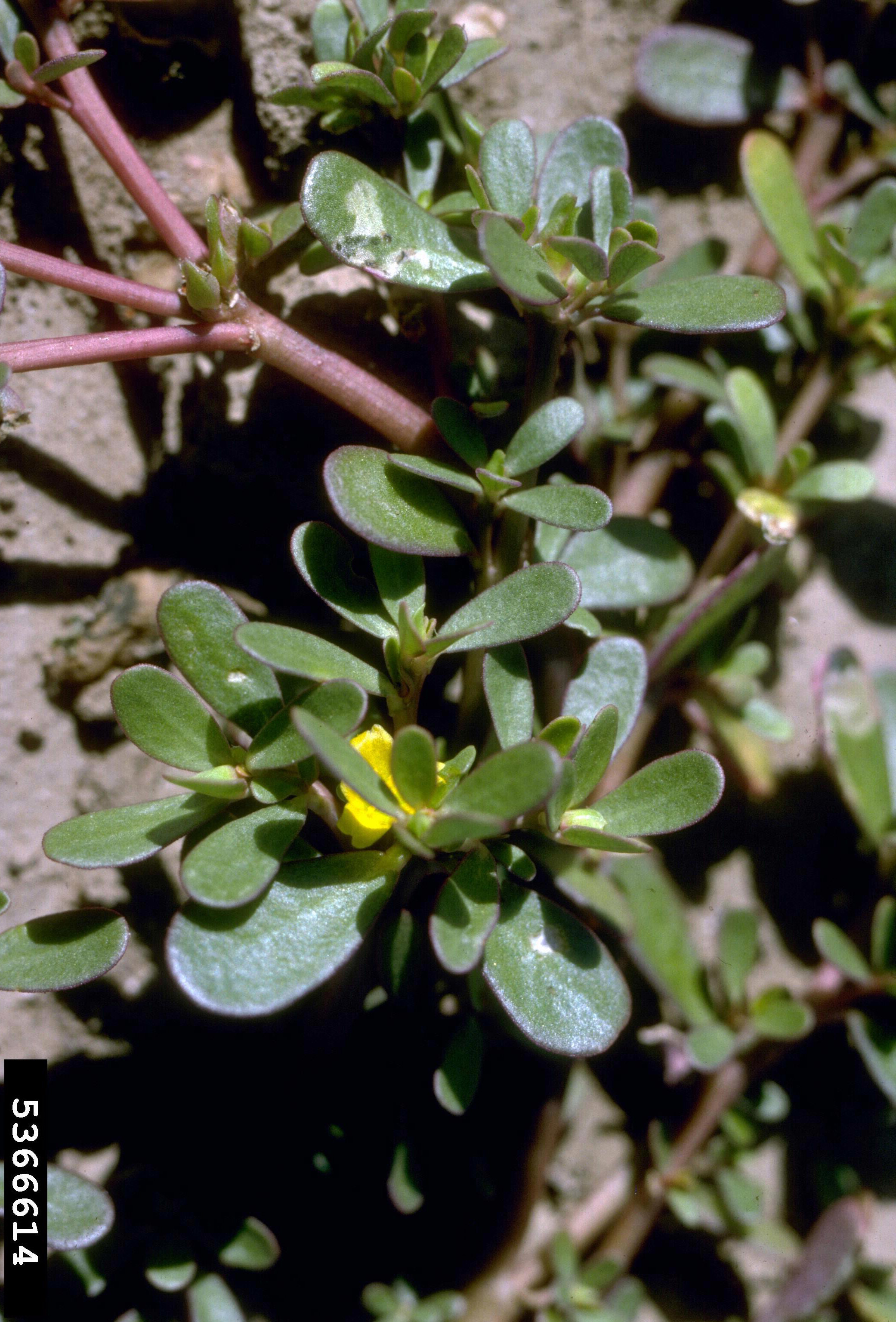 Green leafy plant with yellow flowers