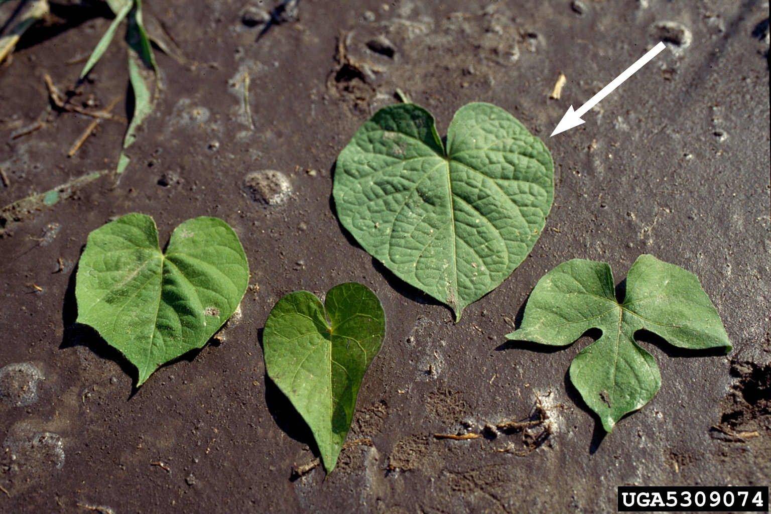 Entireleaf morning glory; Theodore Webster, USDA-ARS, Bugwood.org