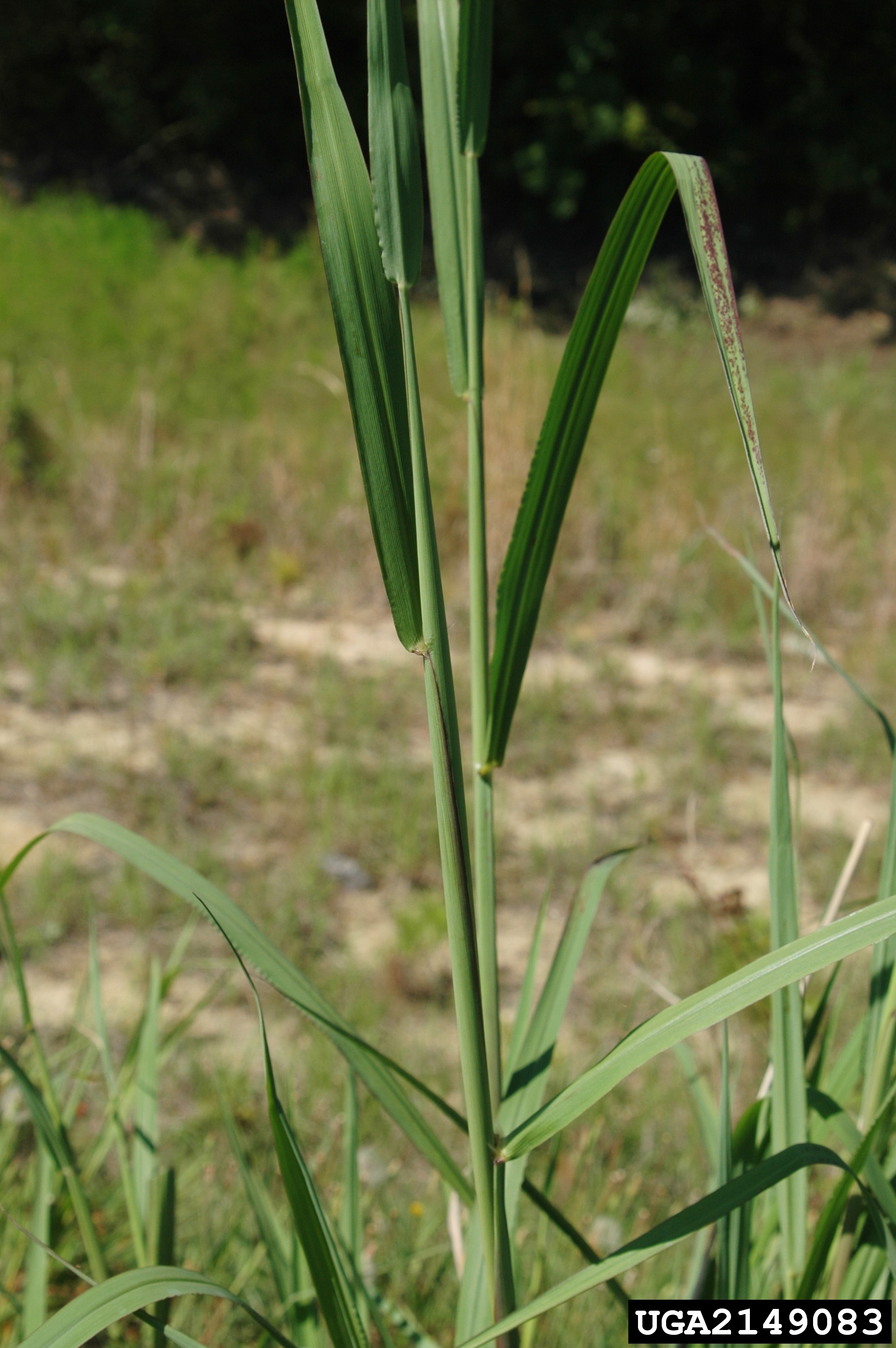 Johnsongrass; Chris Evans, Illinois Wildlife Action Plan, Bugwood.org