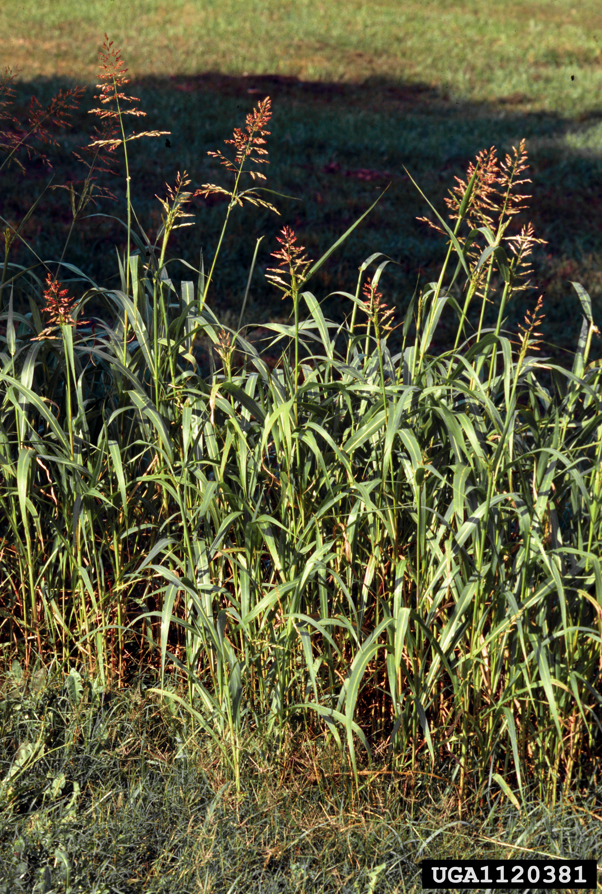Several tall grass plants in a field
