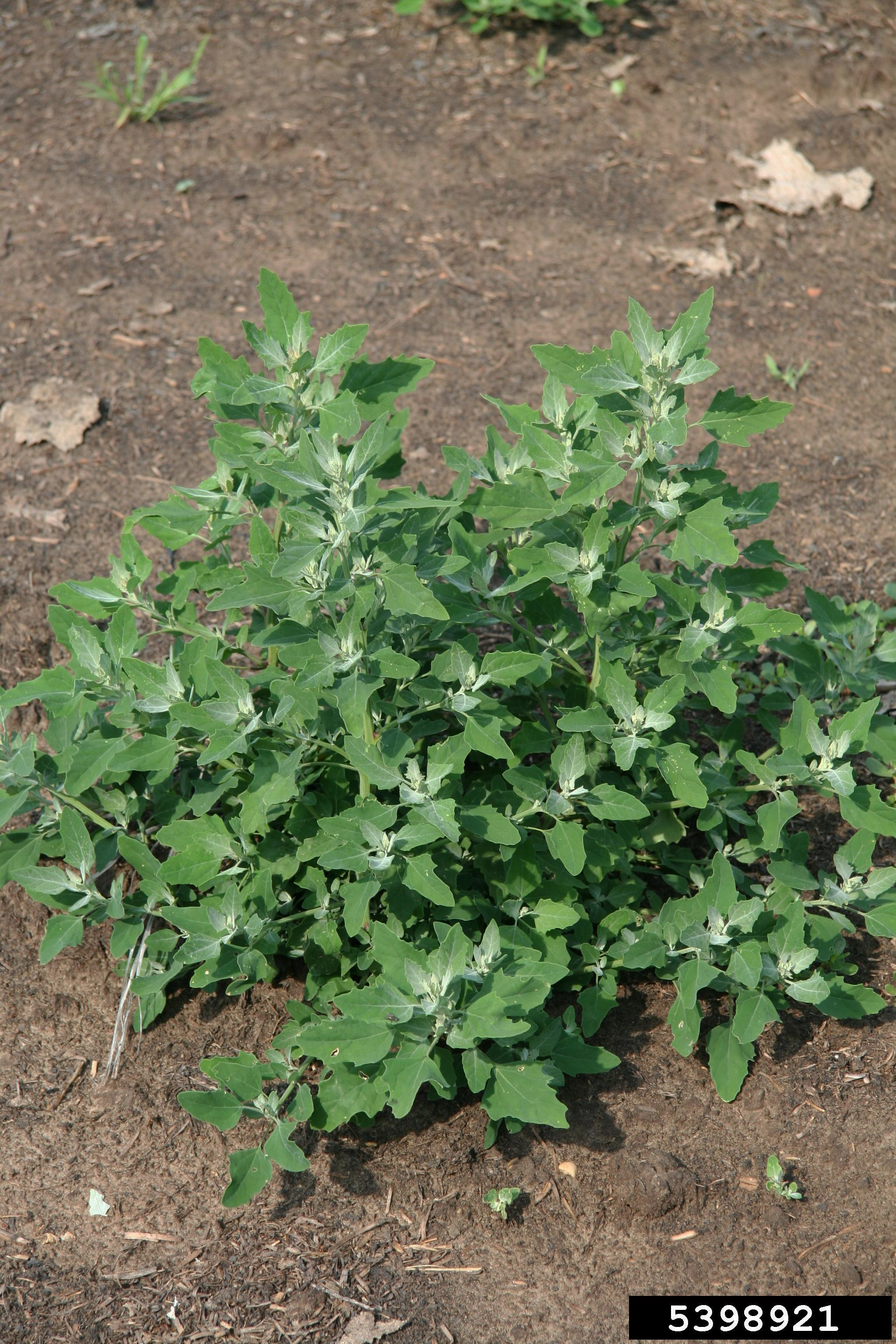 Lambsquarters plant in a field