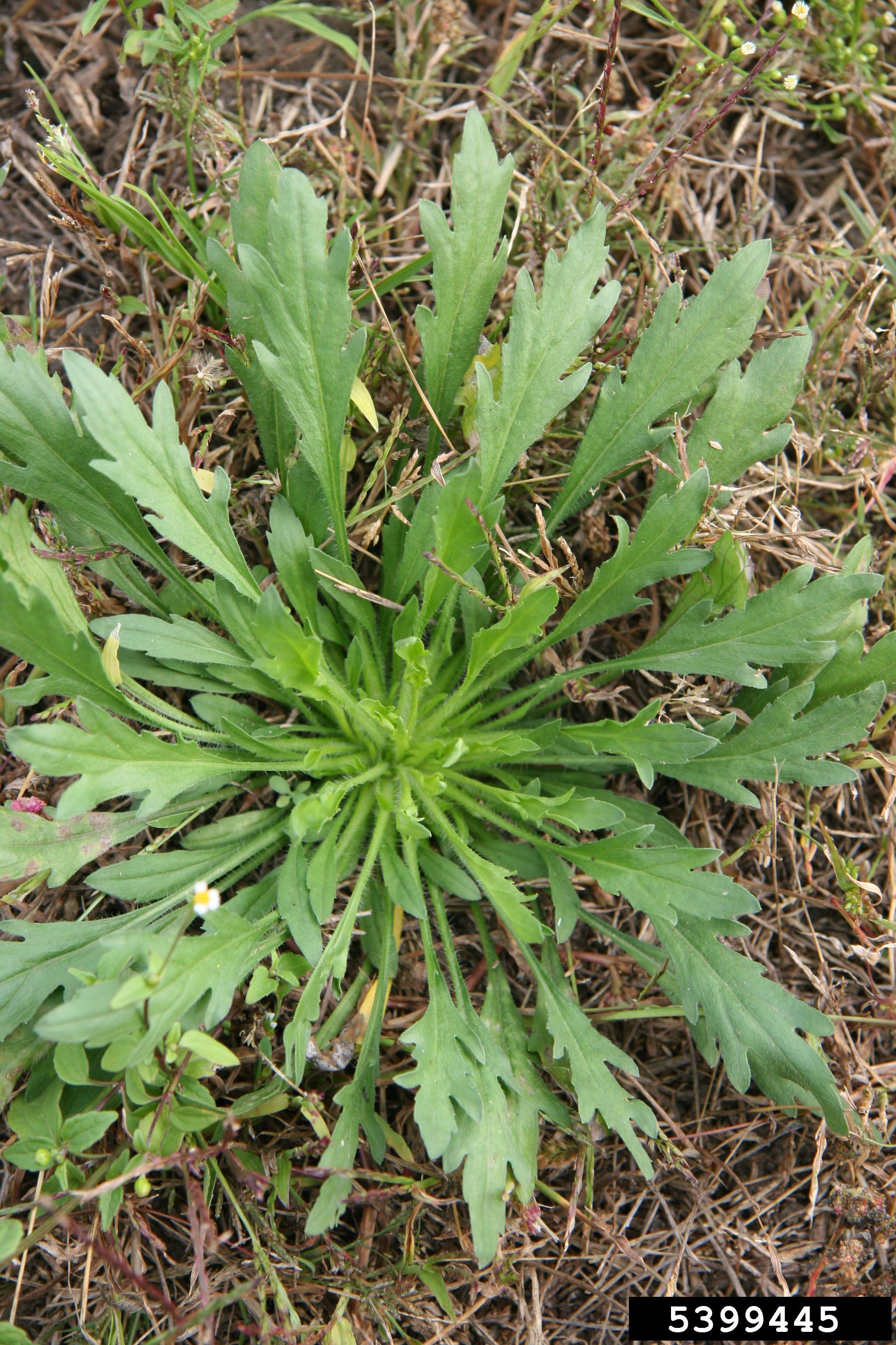 Marestail/horseweed; Robert Videki, Doronicum Kft, Bugwood.org