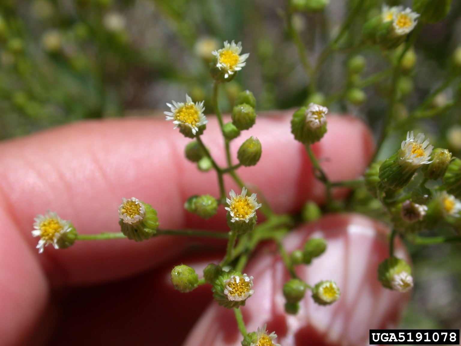 Close up of marestail flowers
