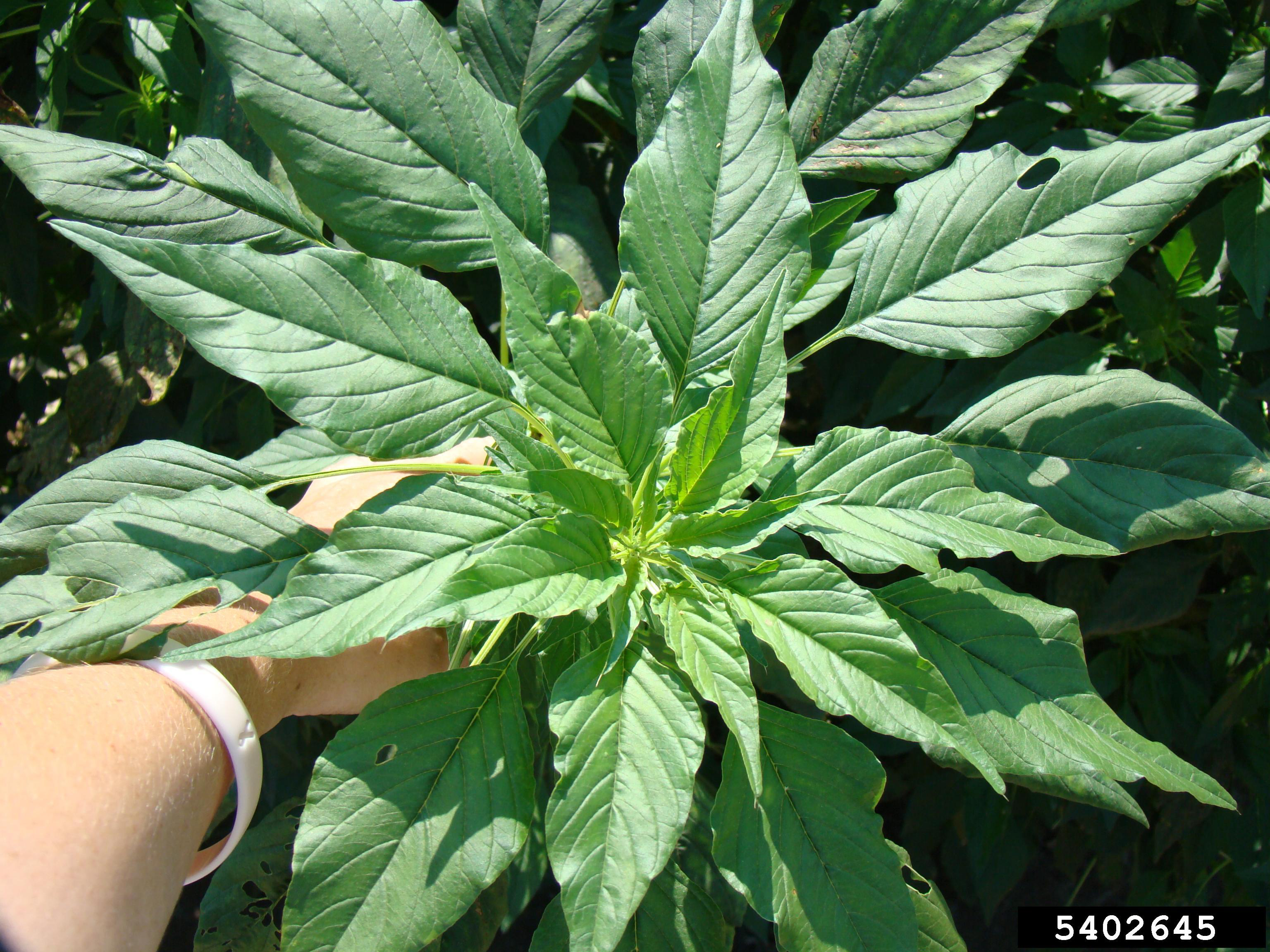 Palmer amaranth; Rebekah D. Wallace, University of Georgia, Bugwood.org