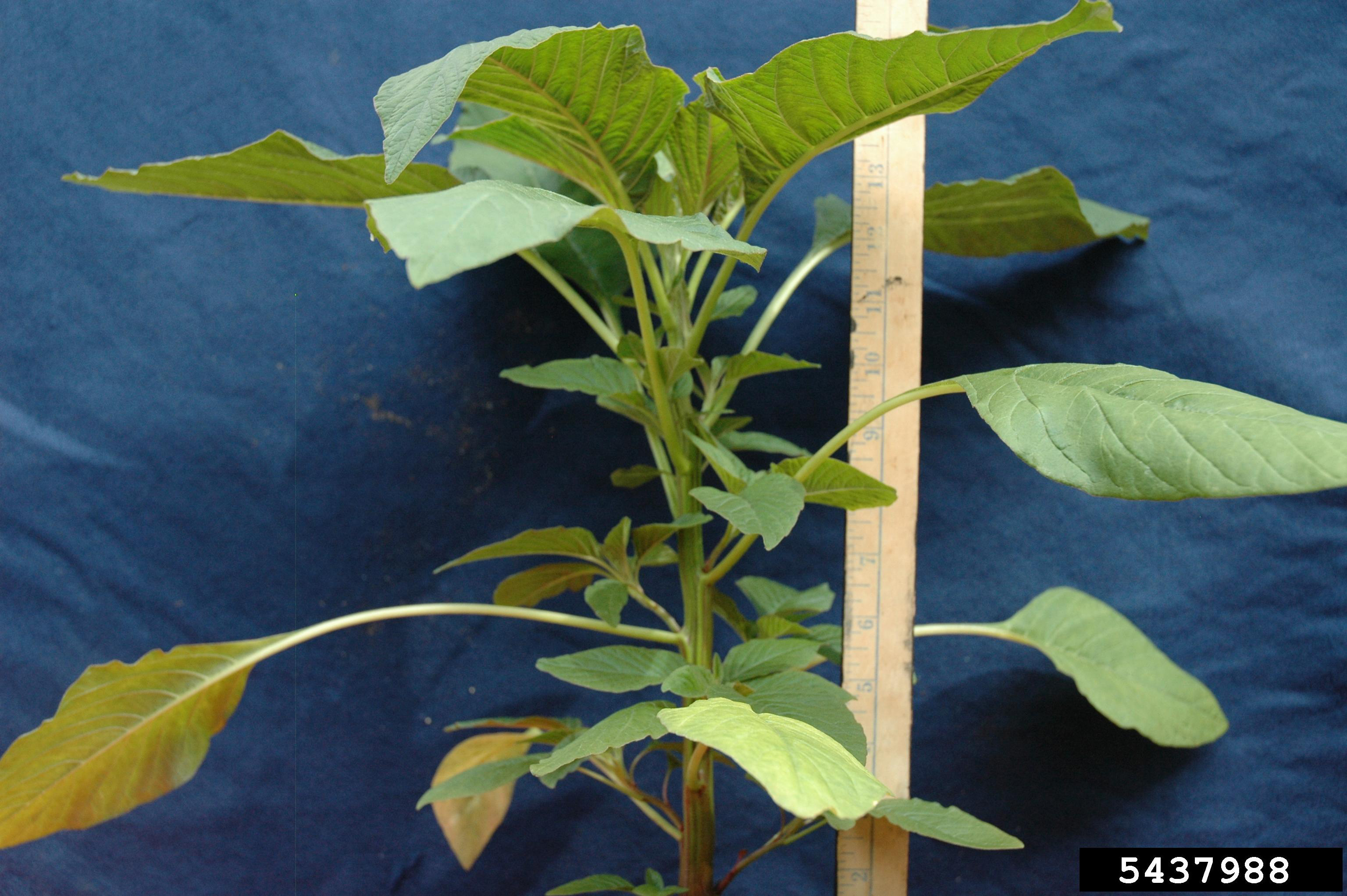 Palmer amaranth stem