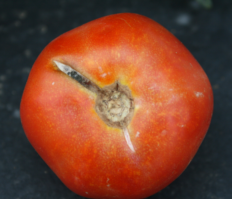 Cracking on tomato.