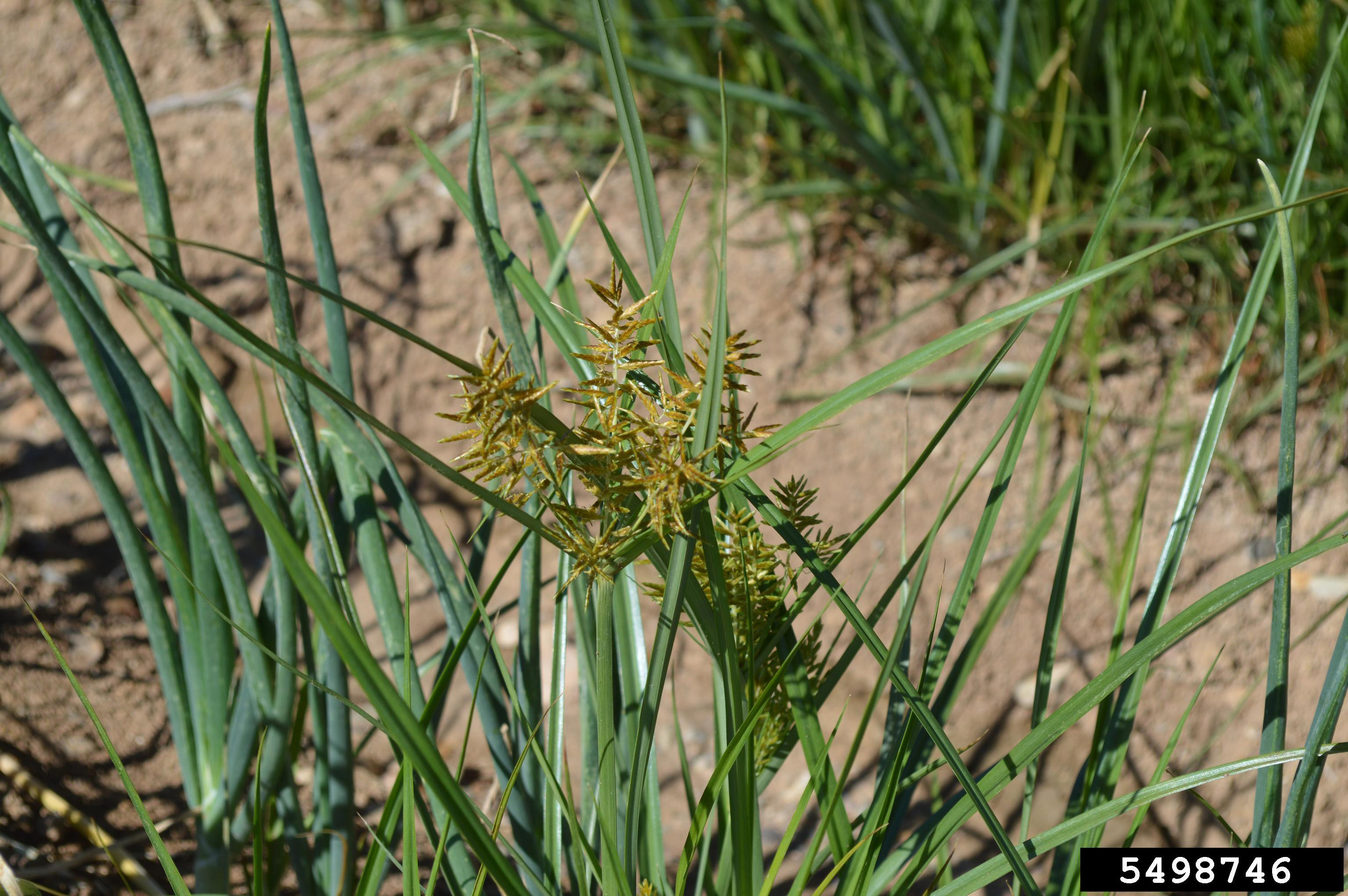 Yellow nutsedge; Howard F. Schwartz, Colorado State University, Bugwood.org