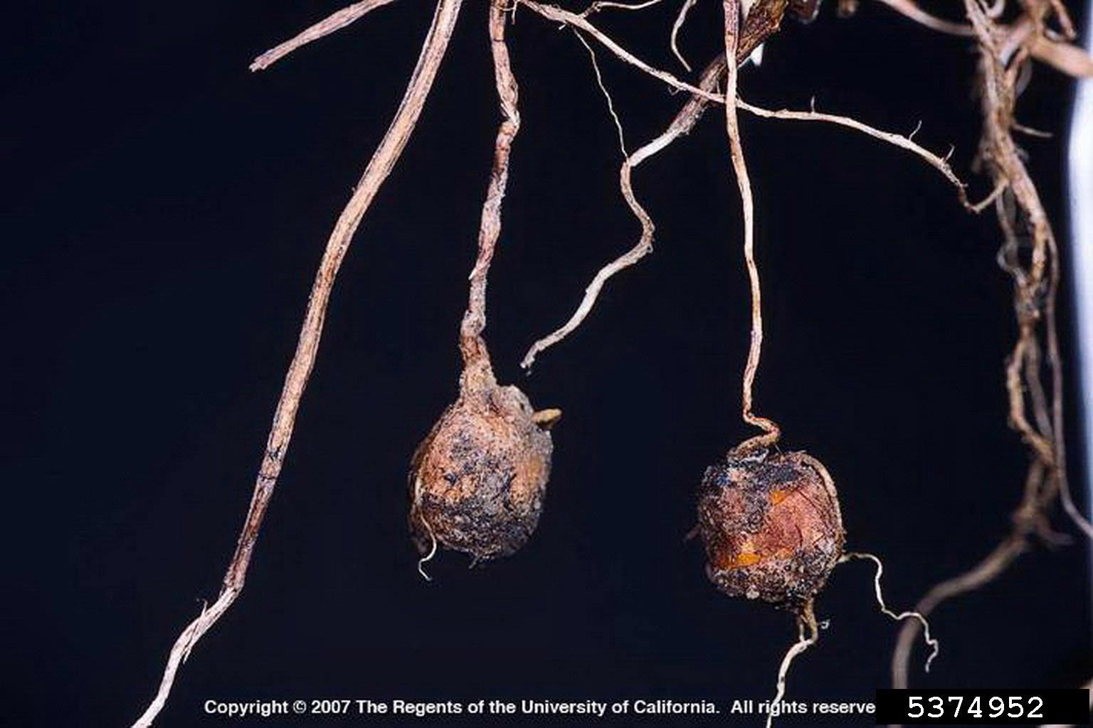 Yellow nutsedge tubers