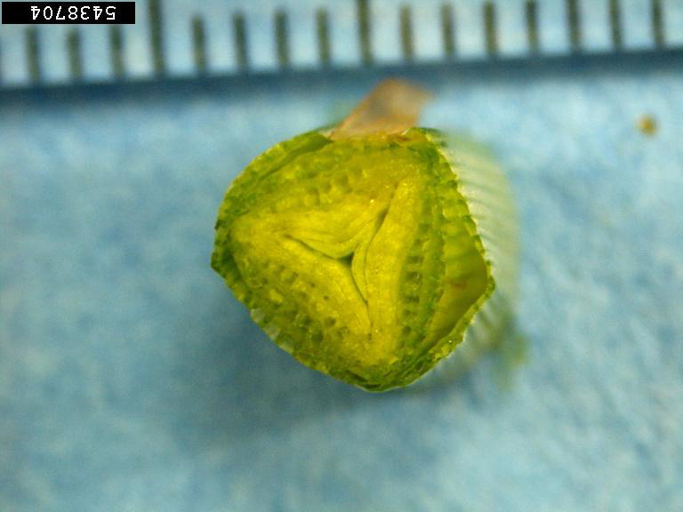 Internal view of yellow nutsedge stem