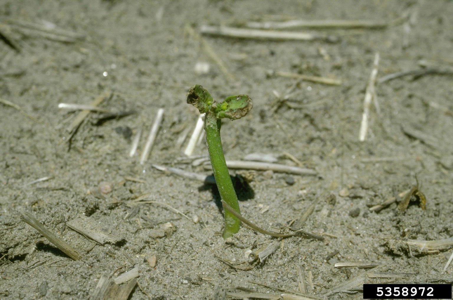 Plant with upper leaves missing