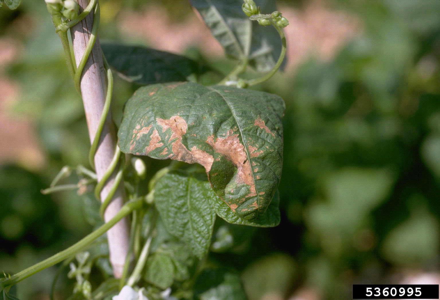 Leaf browning and curling.