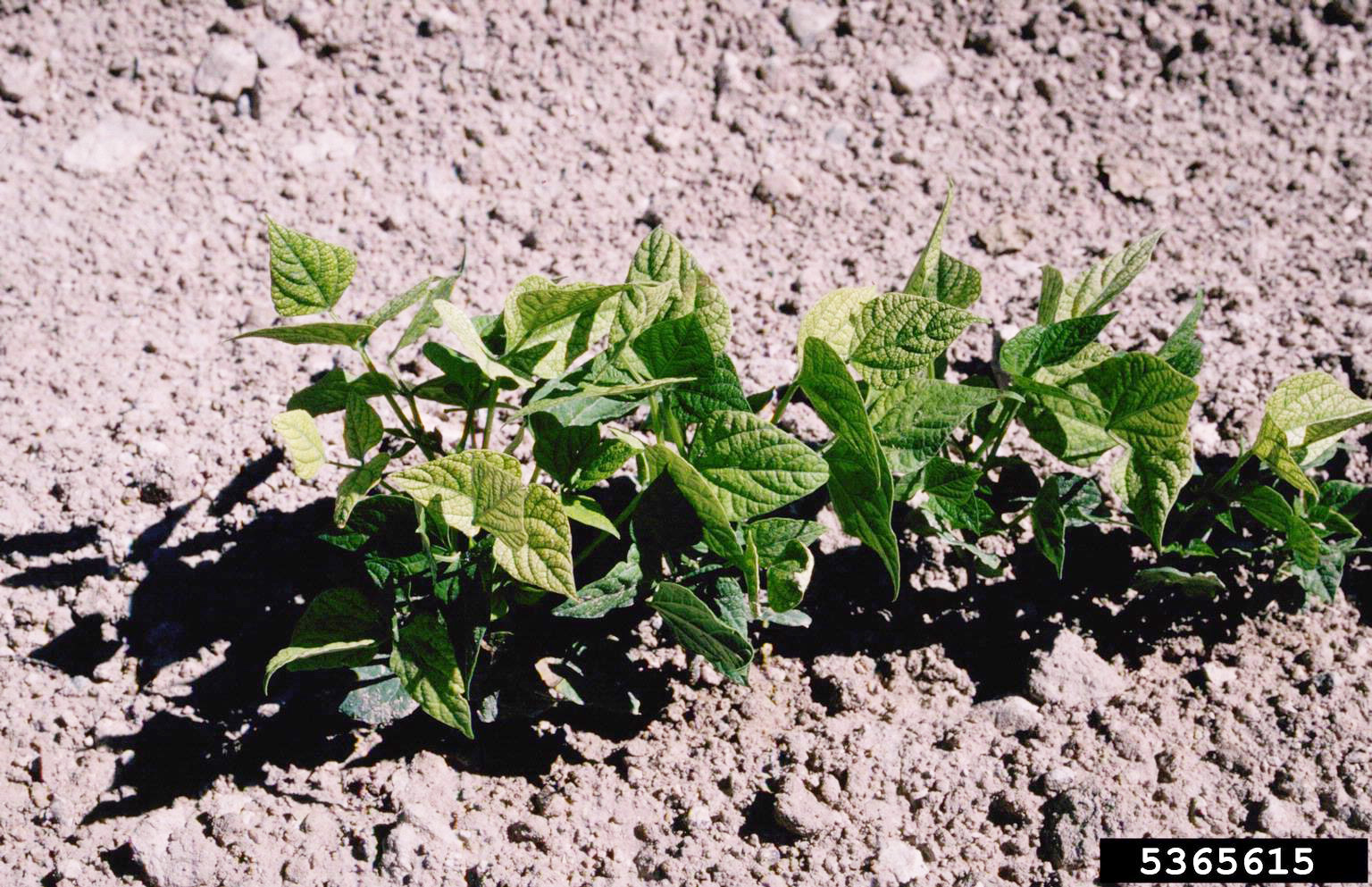 Nutrient imbalance due to high soluble salts and high soil pH.