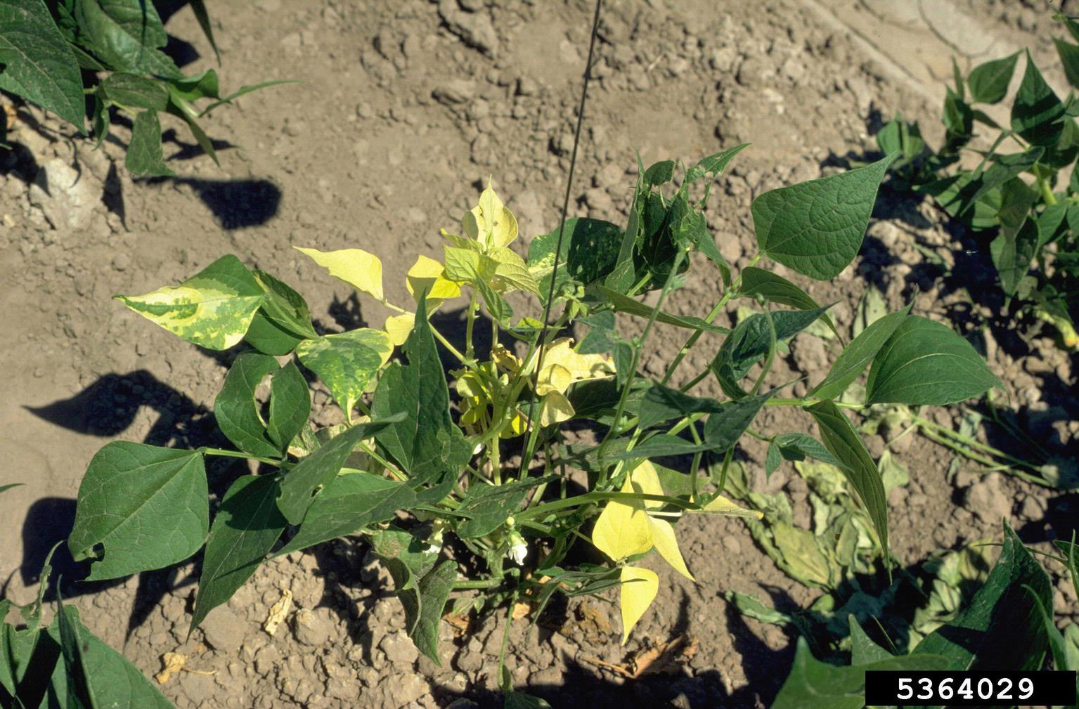 Genetic abnormalities; Howard F. Schwartz, Colorado State University, Bugwood.org