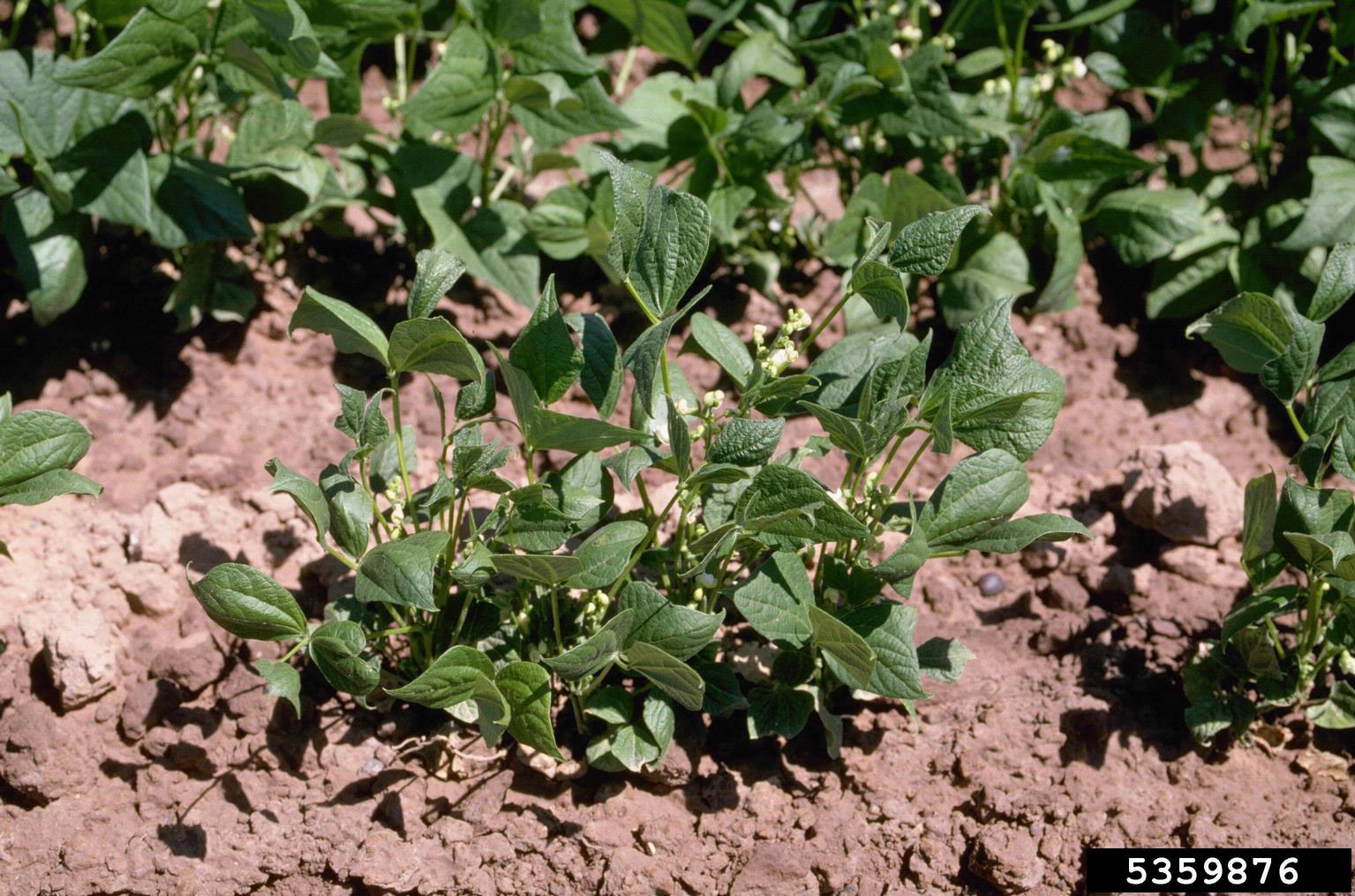 Phenoxy herbicide injury.