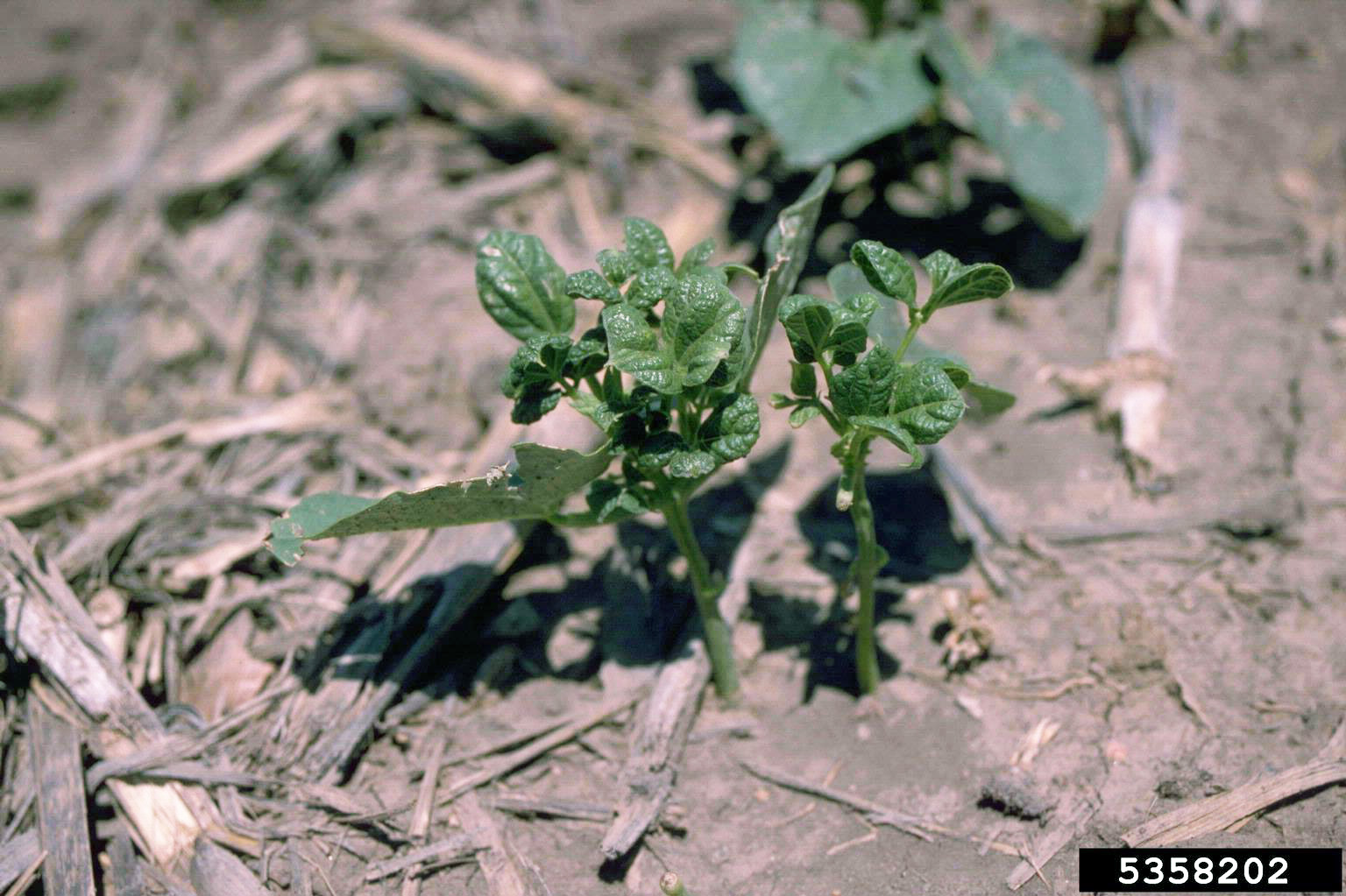 Dicamba herbicide injury. 