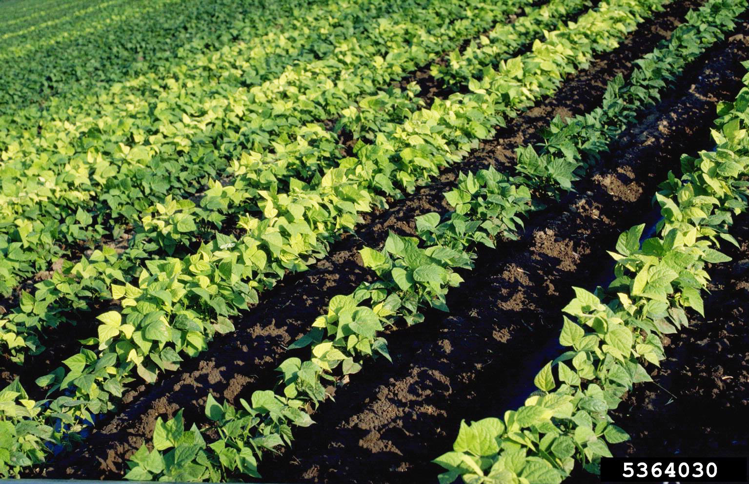 Iron chlorosis due to over irrigation.