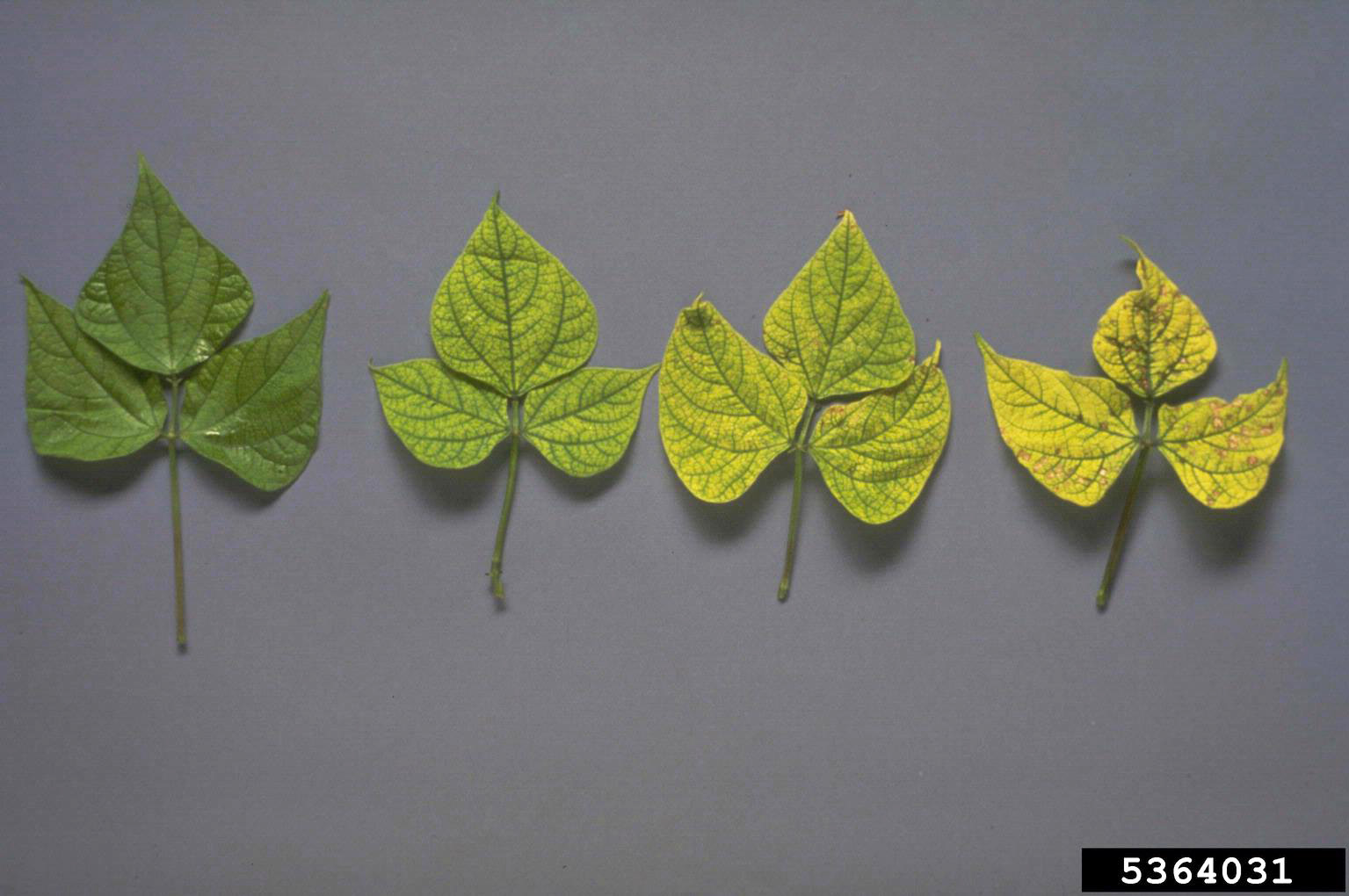 Iron deficiency symptom range.
