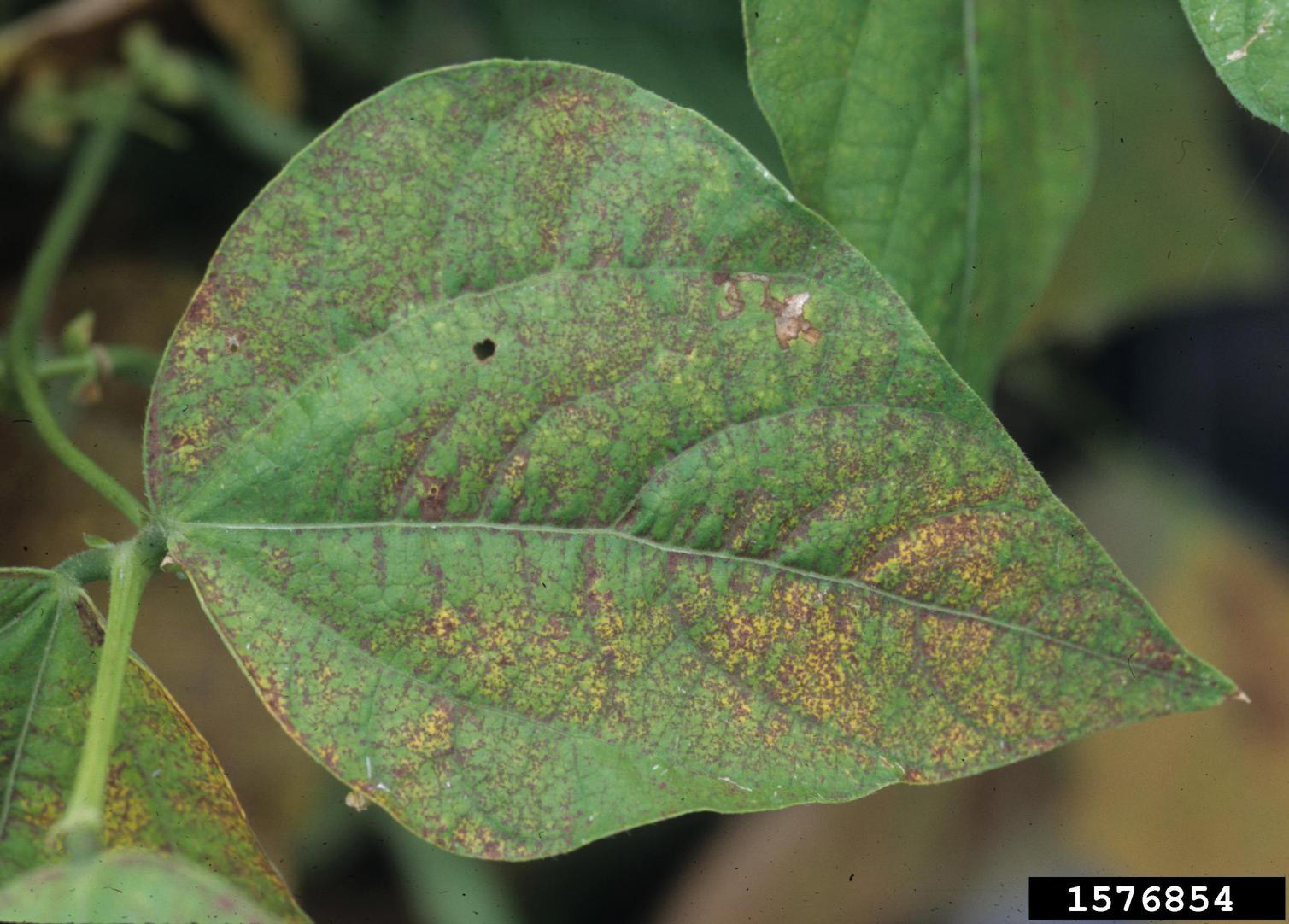 Ozone injury; Gerald Holmes, California Polytechnical State University at San Luis Obispo, Bugwood.org