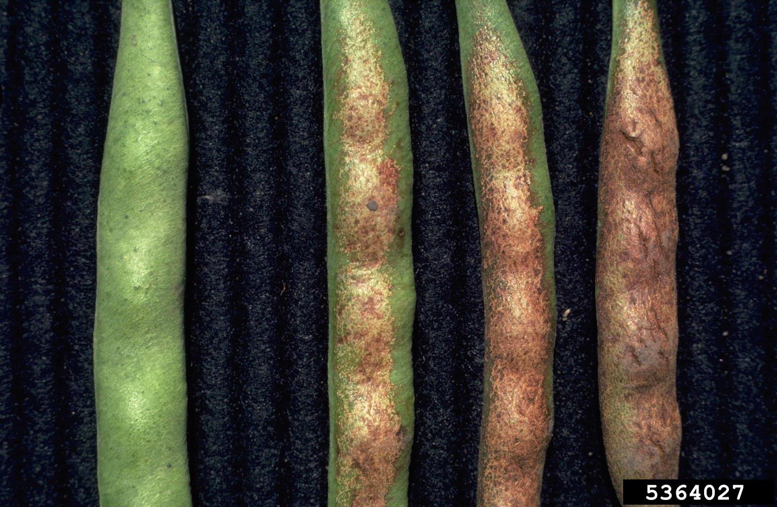 Sunscald on pods; Howard F. Schwartz, Colorado State University, Bugwood.org