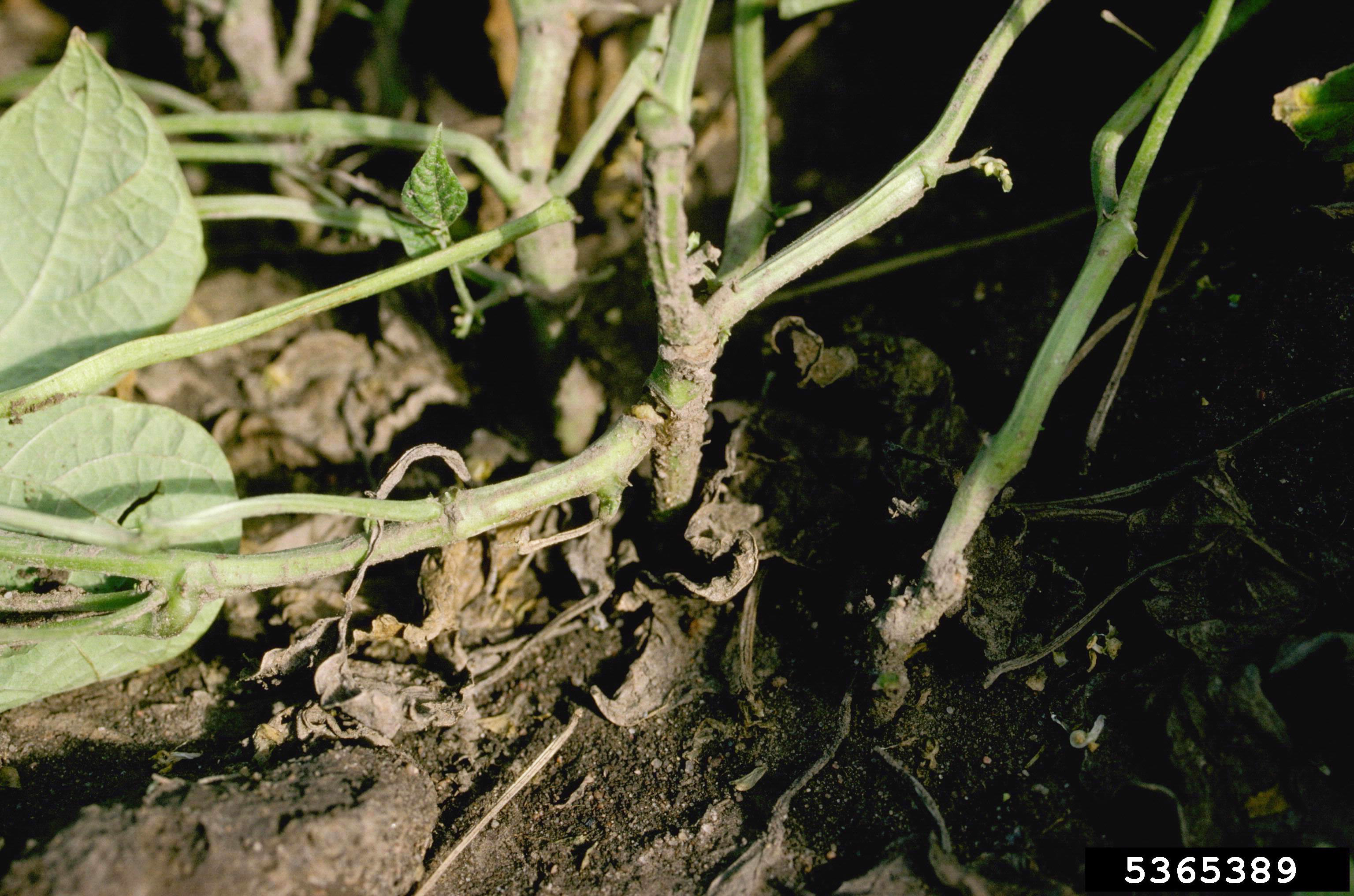 Wind damage; Howard F. Schwartz, Colorado State University, Bugwood.org