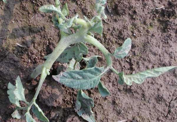 2,4-D (2,4 dichlorophenoxyacetic acid) damage to tomato foliage.