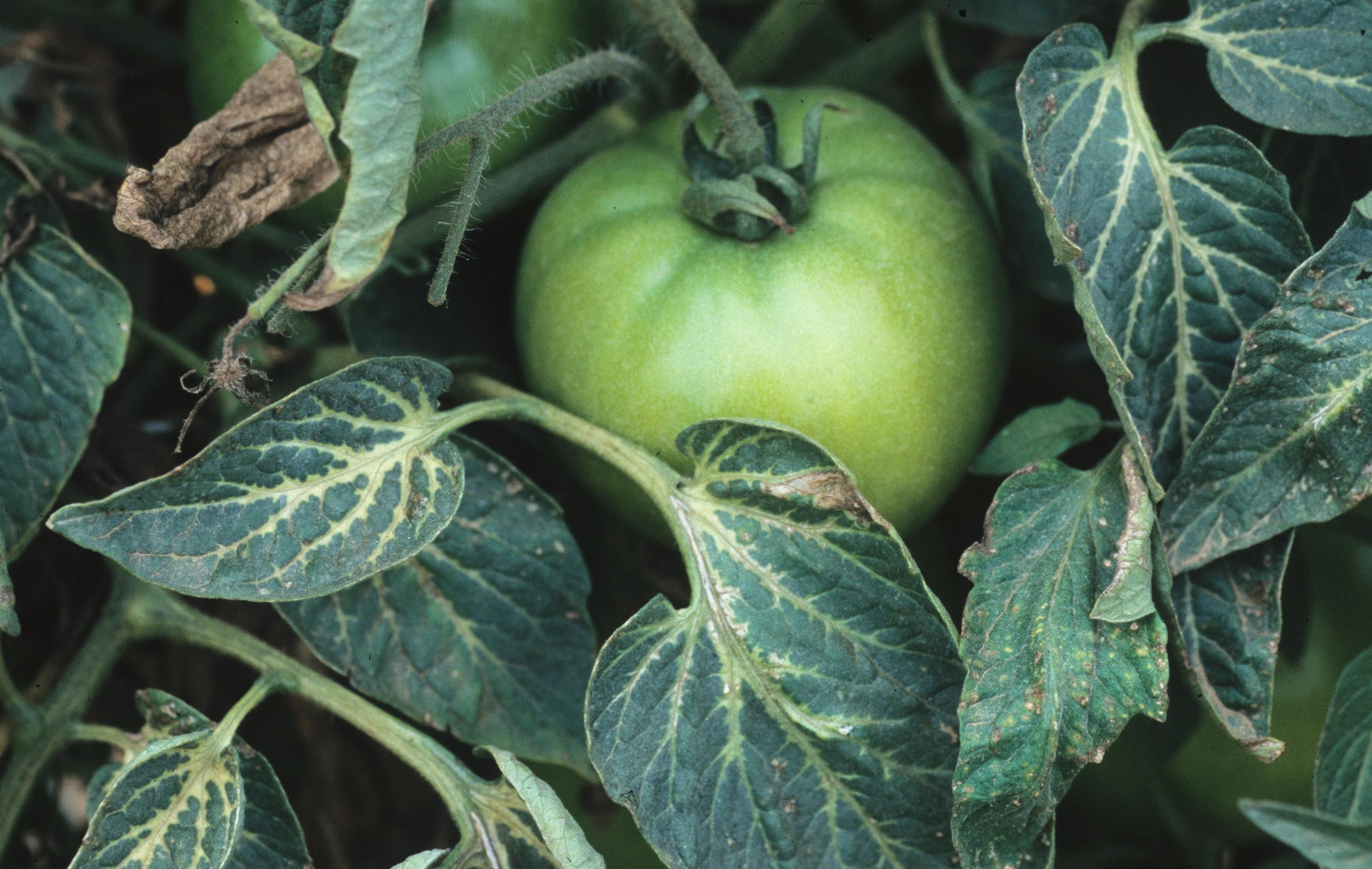 Command (Clomazone) damage to eggplant foliage.
