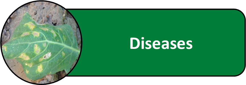 Diseases of Cole Crops