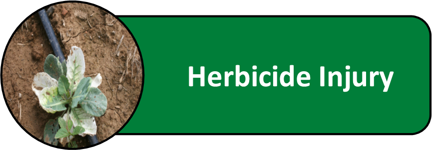 Herbicide Injury of Cole Crops