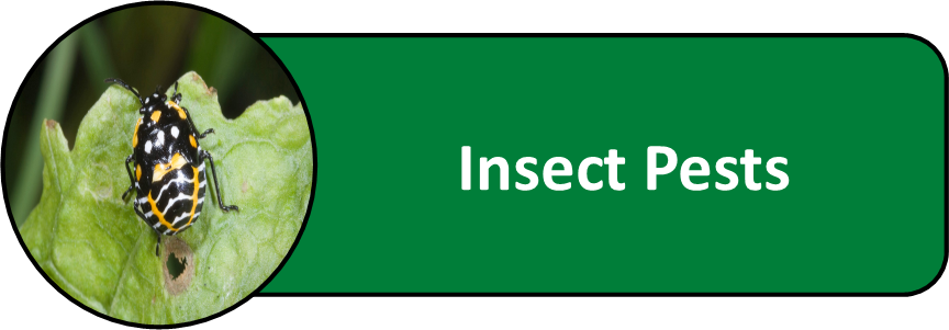 Insect Pests of Cole Crops