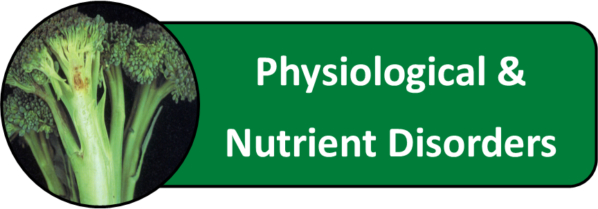 Physiological and Nutritional Disorders of Cole Crops