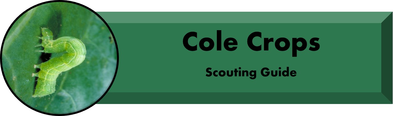 Cole Crops