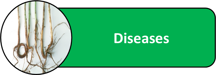 Legume Vegetable Diseases