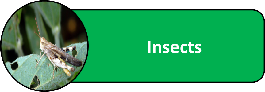 Legume Vegetable Insects