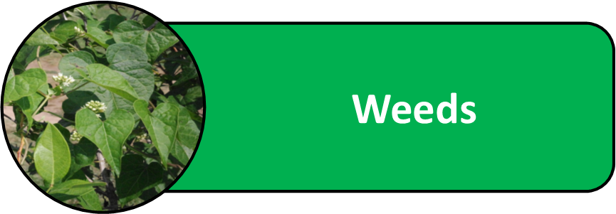 Legume Vegetable Weeds