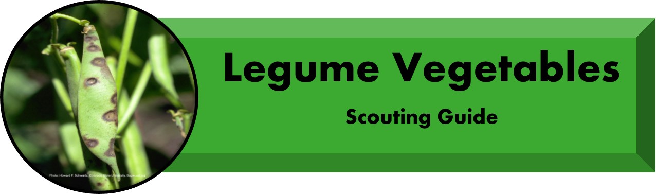 Legume vegetables scouting guide